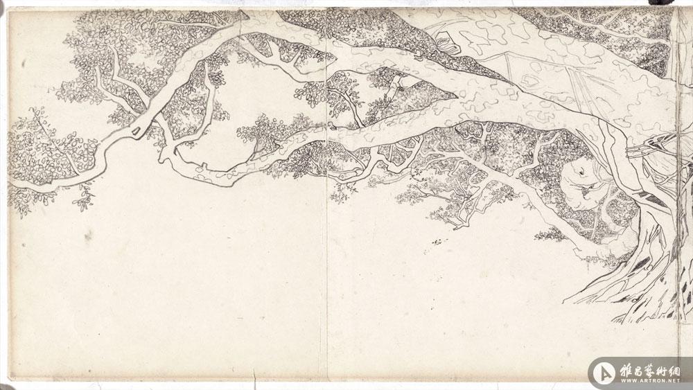 大榕树