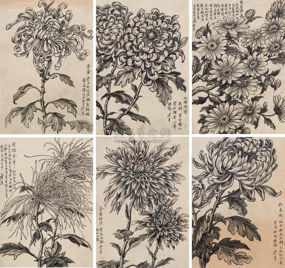 【菊花素描(六帧 镜心】拍卖品_图片_价格_鉴赏_绘画_雅昌艺术品