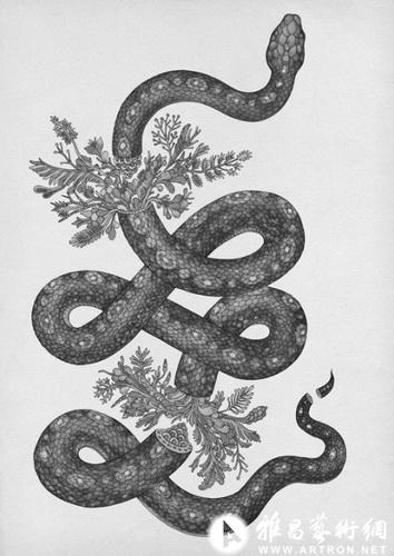 英国插画师katie scott画的蛇-新闻-当代艺术-雅昌艺术网