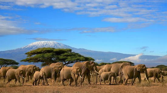 肯尼亚动物大迁徙 见证生命的奇迹时刻