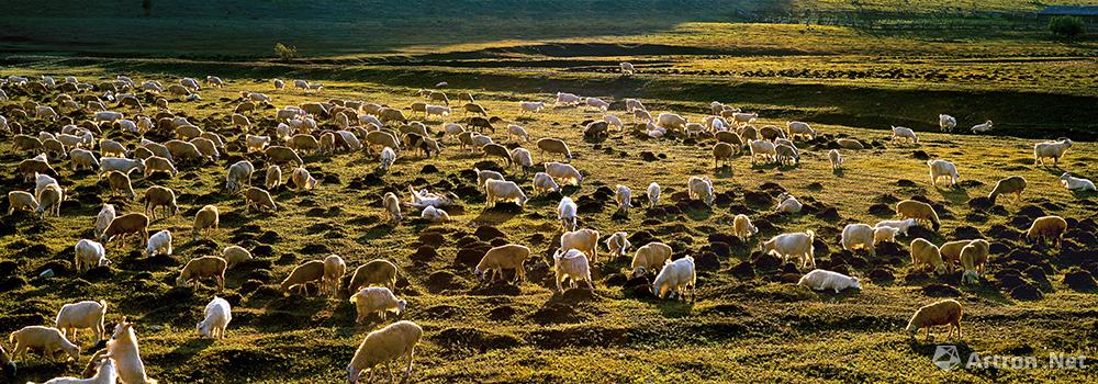 47 春天黄昏的草原在暮归羊群的点缀下，空气中弥漫着牧人的喜悦。