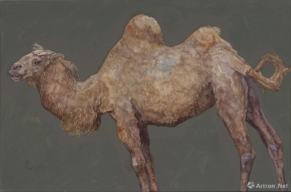 骆驼