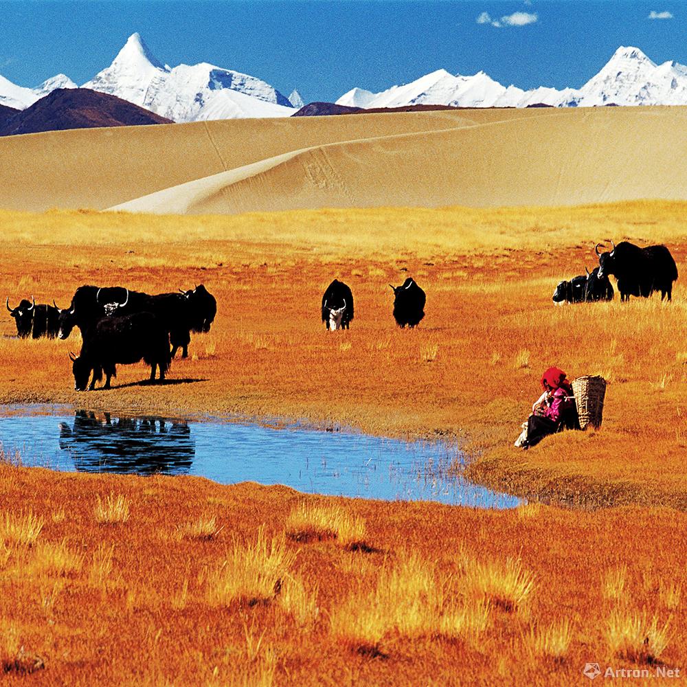 杨惠光作品：高原魂15   2000年10月 西藏日额则帕羊