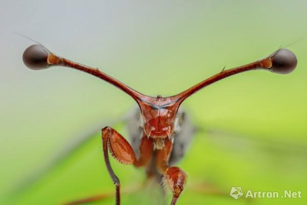 《突眼蝇 diopsidae,stalk-eyed fly》