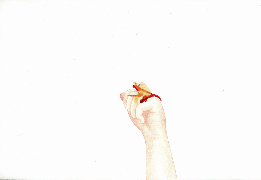 杨煜旻 蜻蜓