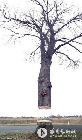 设计师“砍大树”造梦幻奇景 树干似飘半空(图)